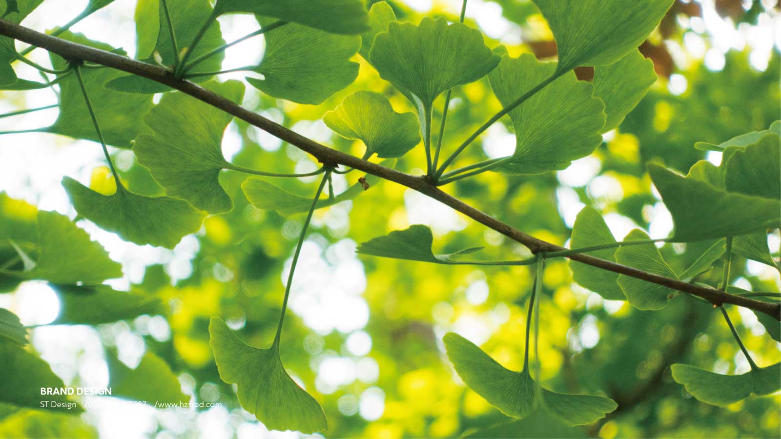 1626855570637628.jpg 1623109536859330.jpg