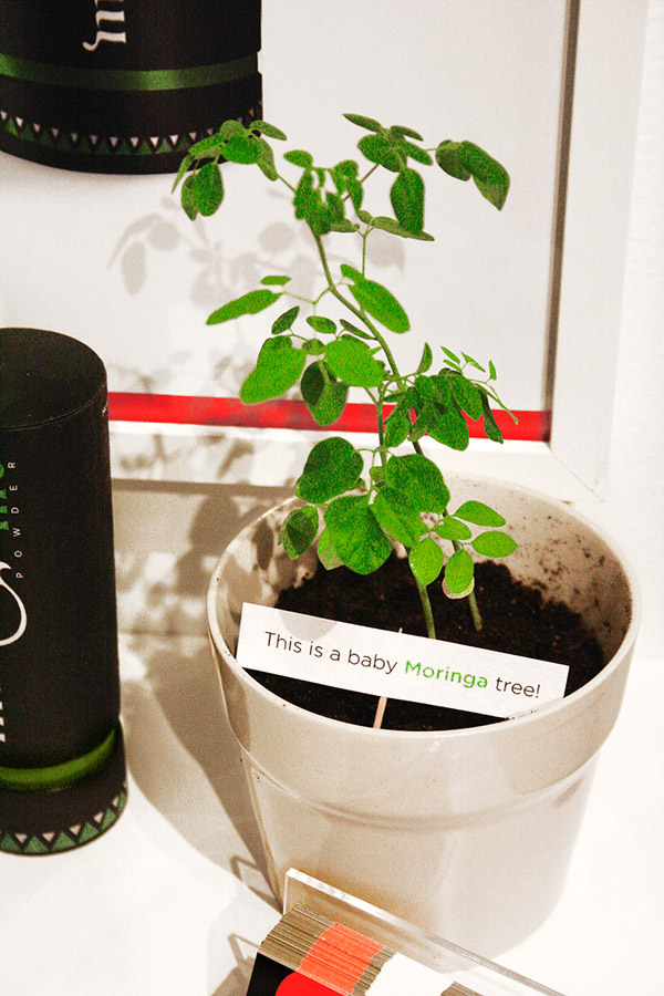 營(yíng)養(yǎng)品原料幼苗 營(yíng)養(yǎng)品原料幼苗